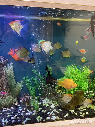 Аквариумные рыбки акулий балу и метиннис