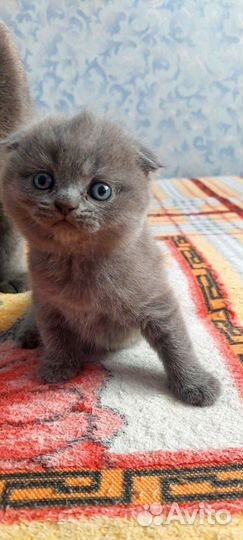 Шотландские котята