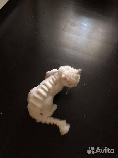 Груминг кошек (прочтите описание)