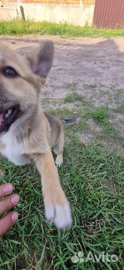 Отдам в хорошие руки