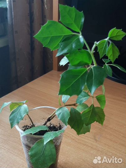 Комнатная мята (плектрантус), душистая герань