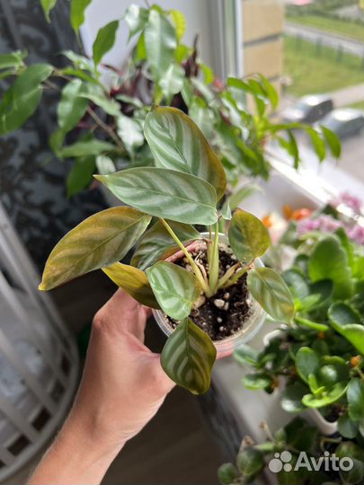 Комнатные цветы