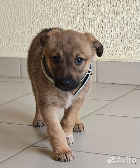 Щенок девочка