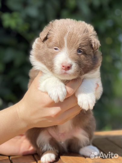 Щенки бордер колли