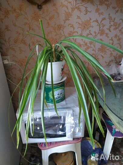 Цветы в ассортименте