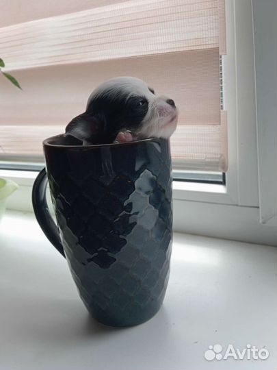 Щенки чихуахуа девочки