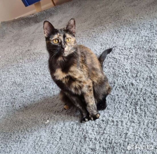 Котёнок подросток ищет дом