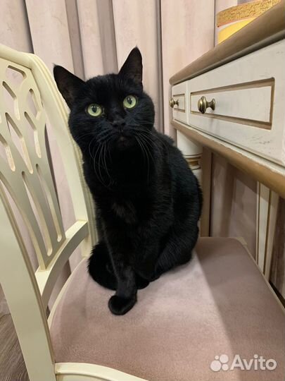 Кошки в добрые руки бесплатно