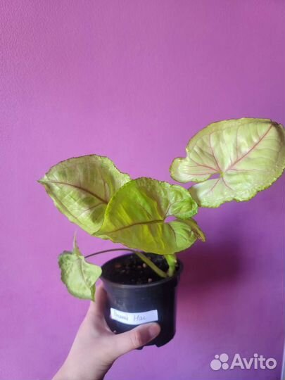 Сортовые цветы 2