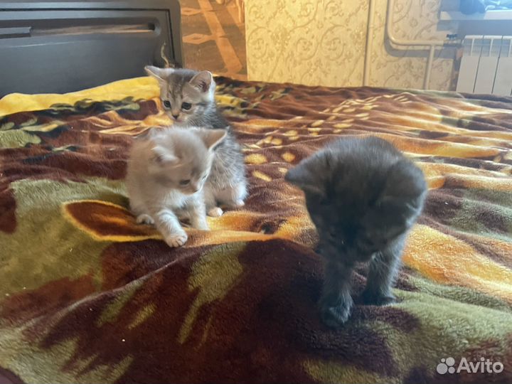 Котята (2 месяца) в добрые руки