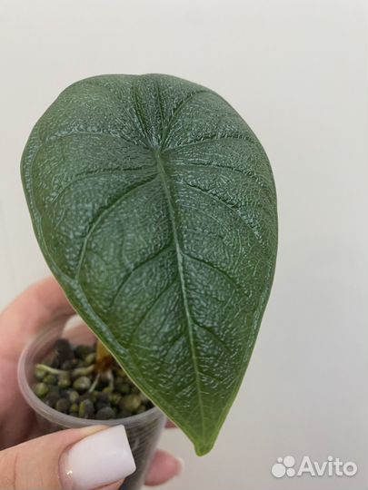 Алоказия мело
