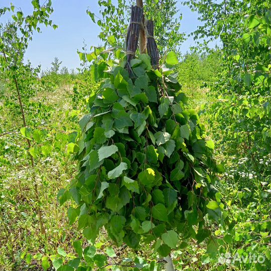 Веники для бани