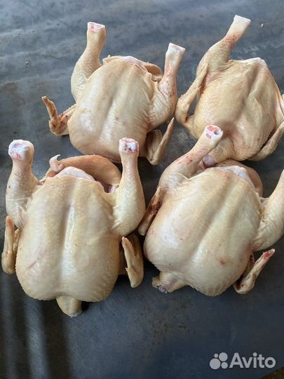 Домашние куры бройлеры