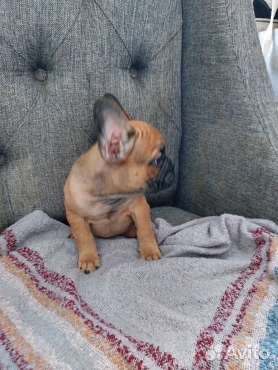 Щенки франзуского бульдога