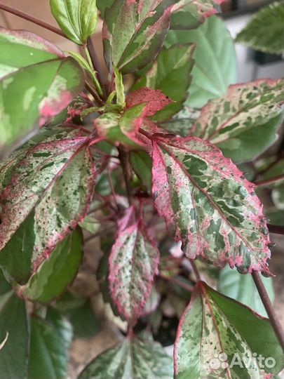 Гибискус комнатный снежная королева