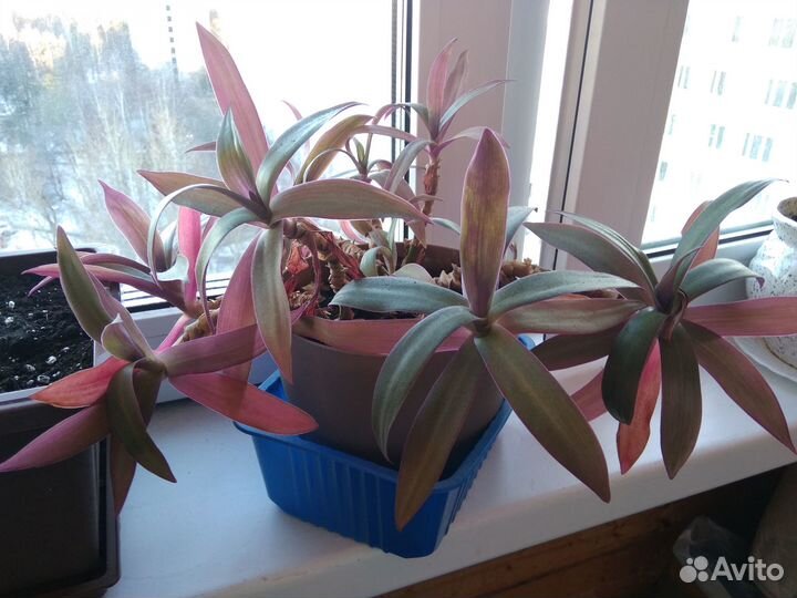 Кактусы Ребуция, столетник