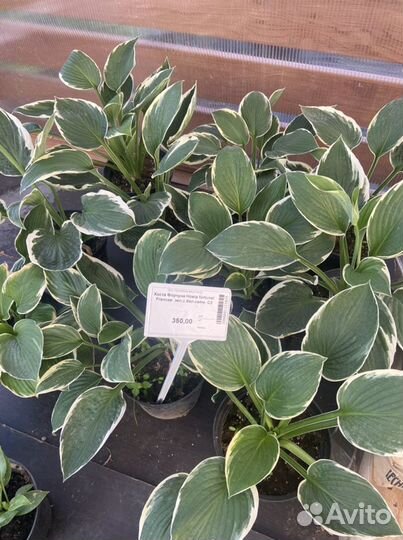 Хосты и растения из своего сада