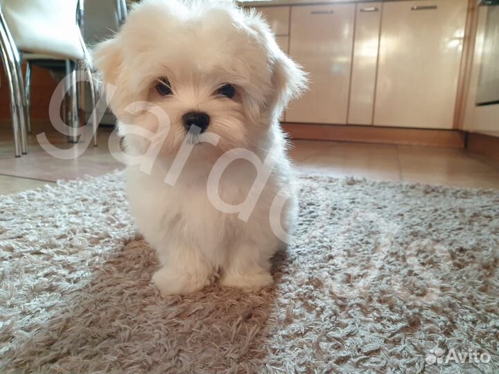 Щенки мини мальтезе РКФ