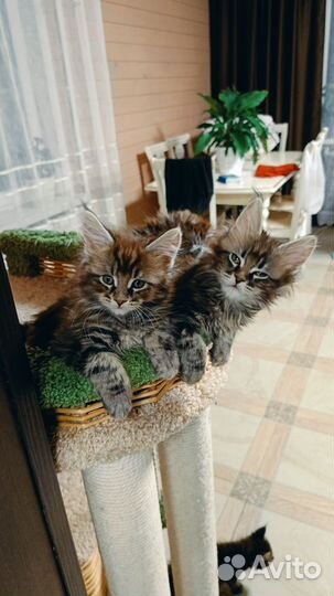 Котята мейн-кун