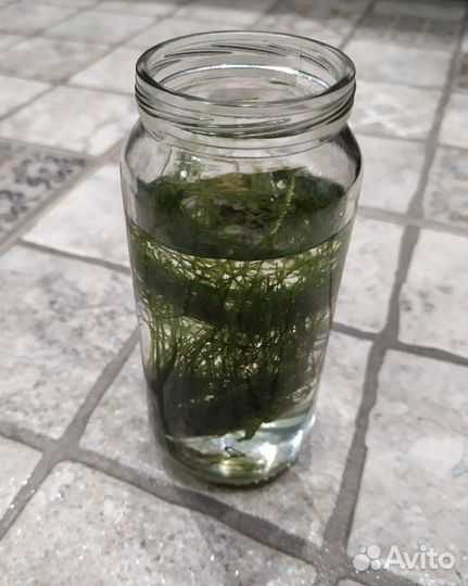 Яванский мох