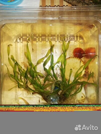 Аквариумные рыбки гуппи