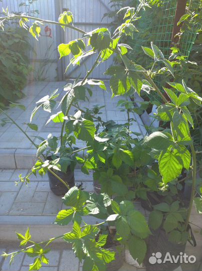 Ежевика, ежемалина