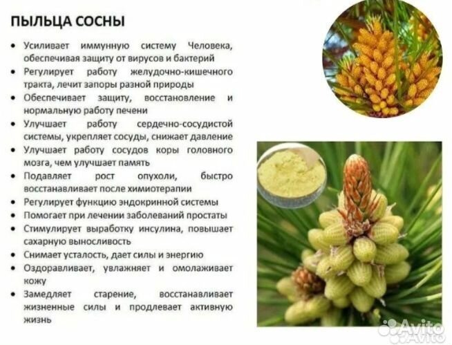 Пыльца сосны