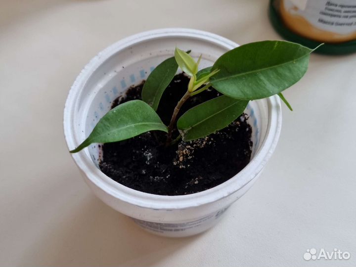 Фикус бенджамина цена в описании