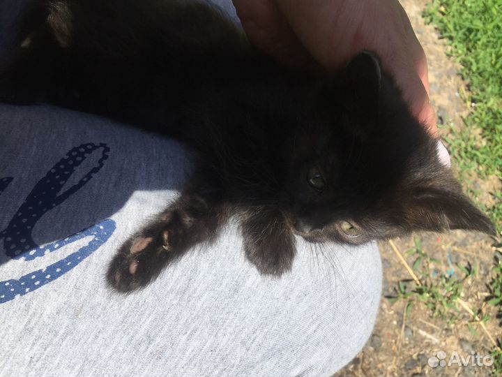 Котёнок в добрые руки