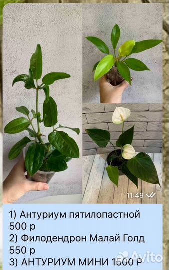 Комнатные цветы антуриум