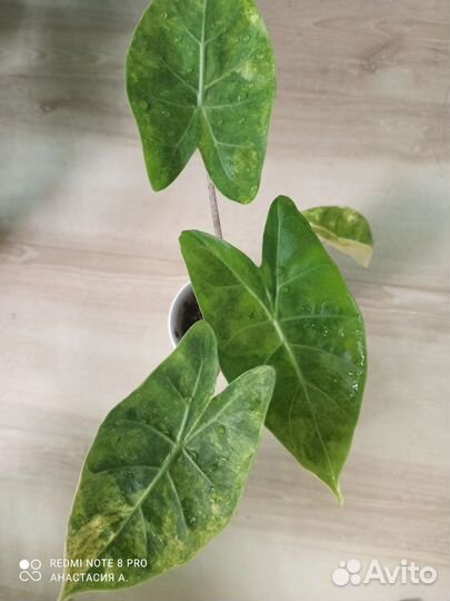 Алоказия Пинк Драгон вар