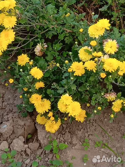 Продам хризантему желтую и герань