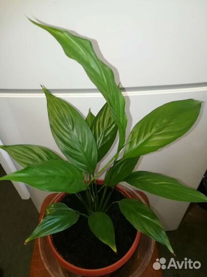 Комнатное растение Спатифиллум