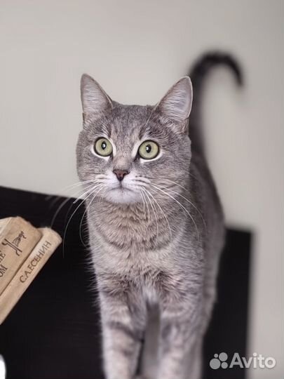 Кошка