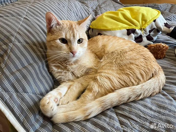 Жёлтый котямбра - в хорошие ручки