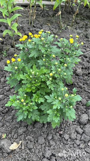 Хризантема корейская желтая