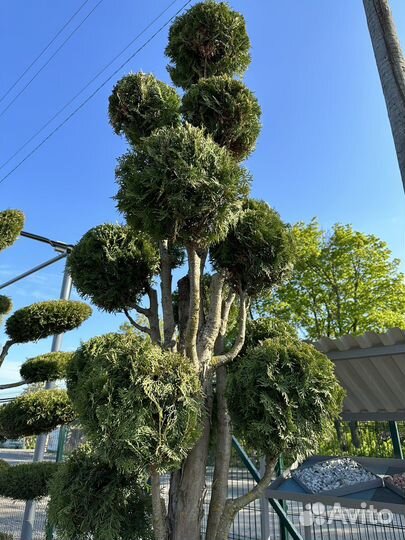 Уникальный - Туя помпон