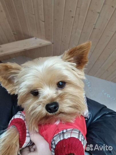 Йоркширский терьер мини вязка