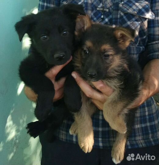 Щенки от немецкой овчарки