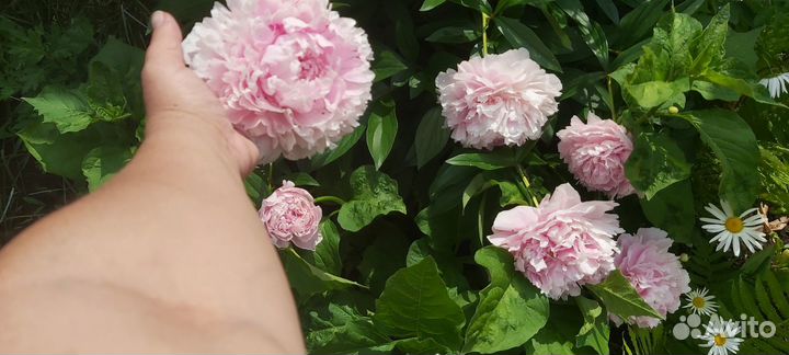 Пион Сара Бернард