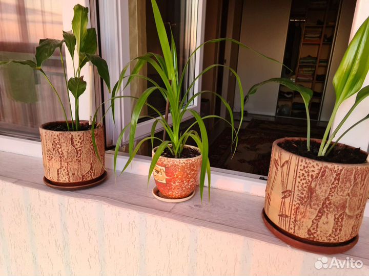 Комнатные цветы панданус