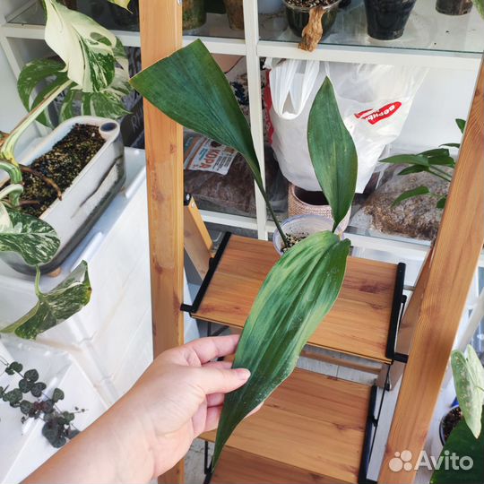 Комнатные растения