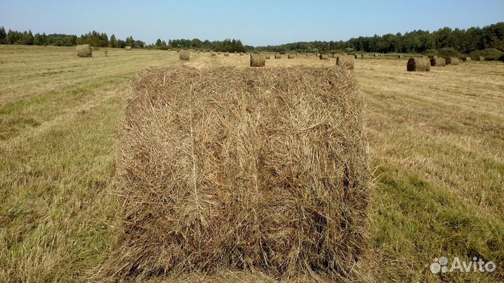 Сено луговое