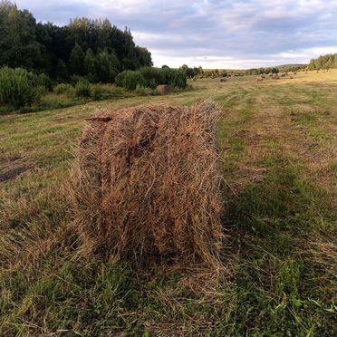 Продам сено в рулонах