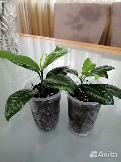 Фикусы, жасмин, гардения, крассула, монстера