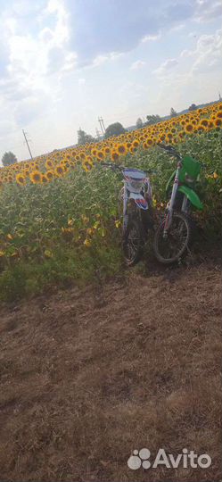 Bse dx 125