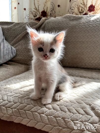 Котенок в добрые руки
