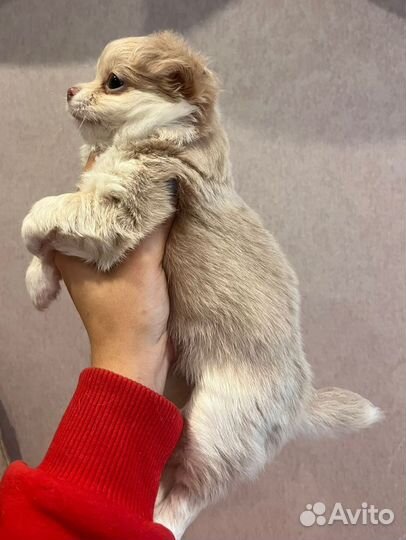 Щенок чихуахуа