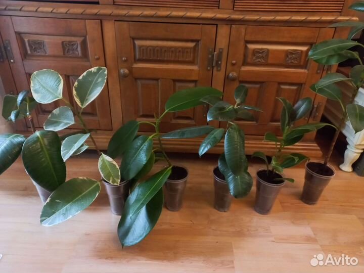 Фикус каучуконосный