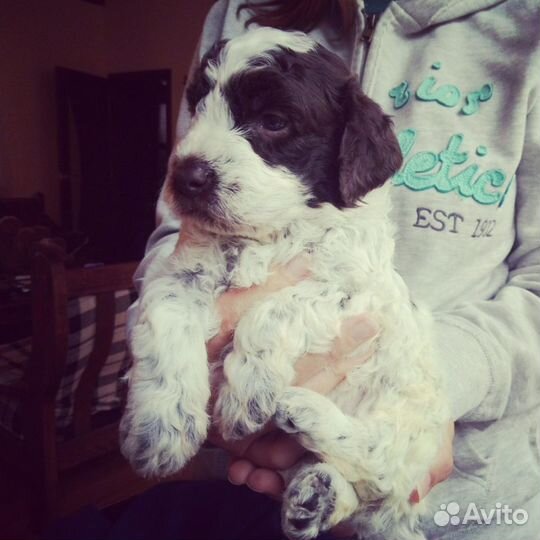 Щенок Лаготто Романьоло - Трюфельной собаки